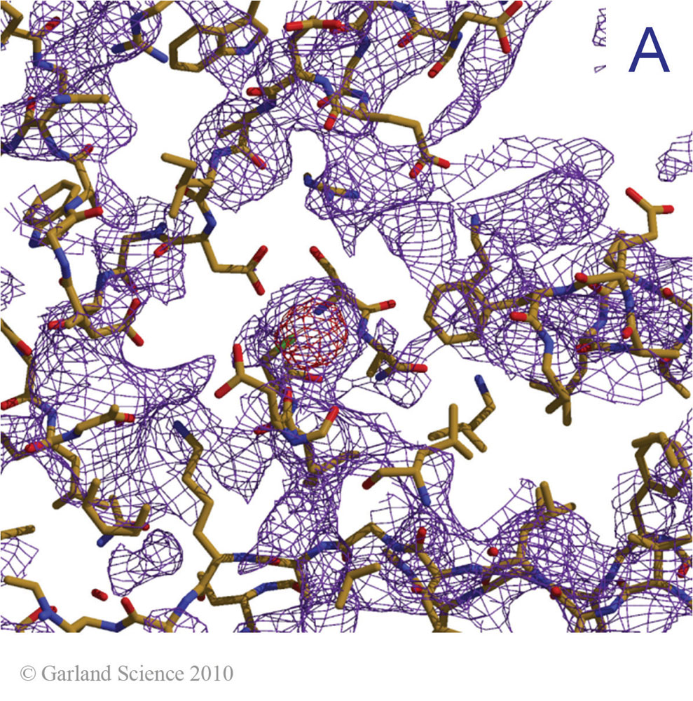 Biomolecular_Crystallography_Fig_11-18_A