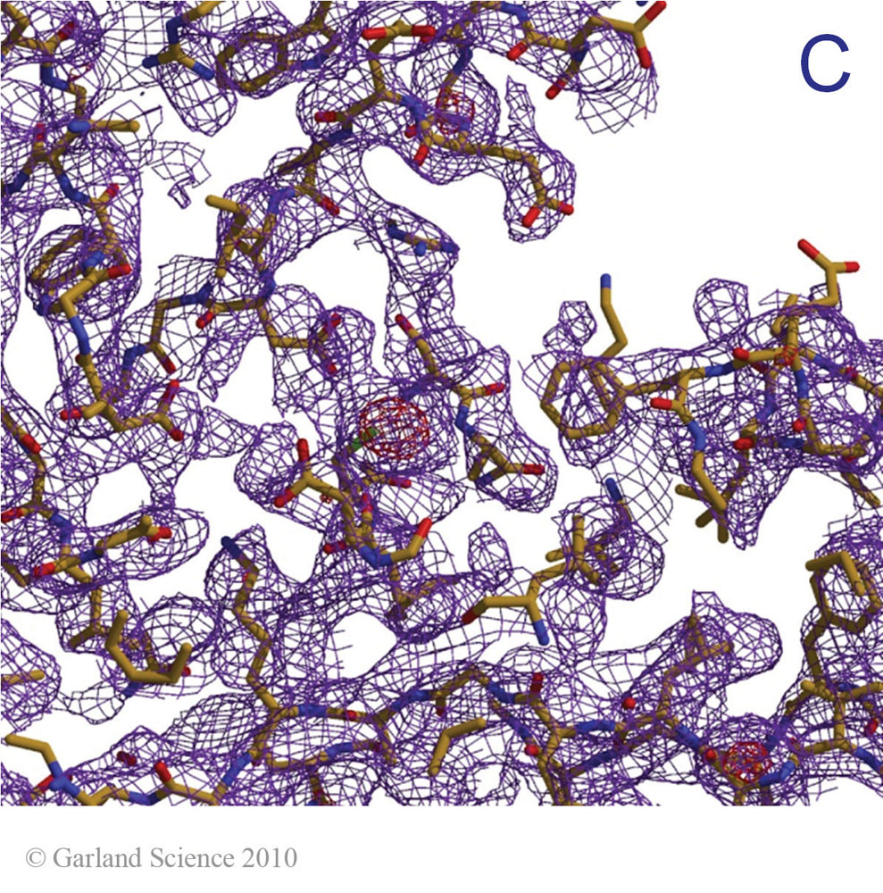 Biomolecular_Crystallography_Fig_11-18_C