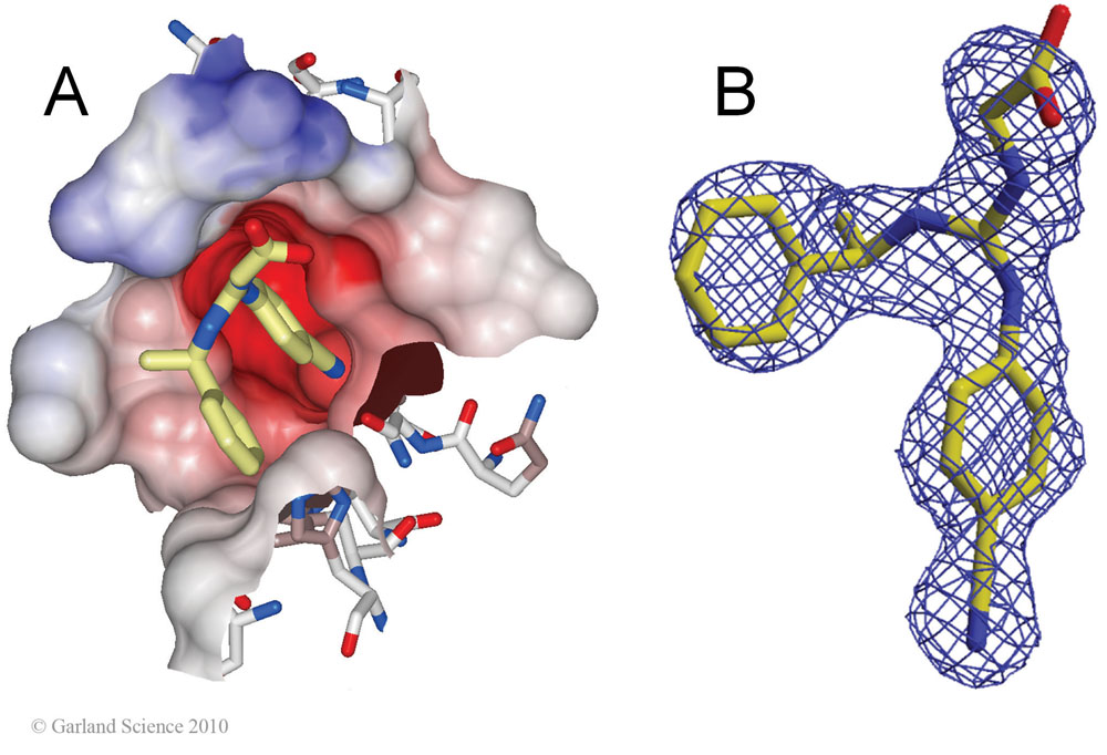 Biomolecular_Crystallography_Fig_13-13_PART1