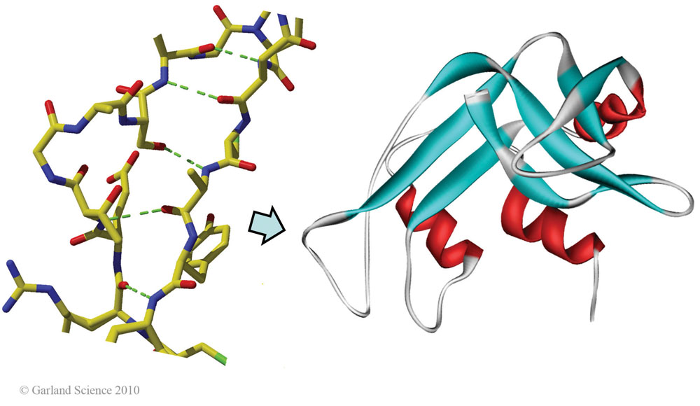Biomolecular_Crystallography_Fig_2-16