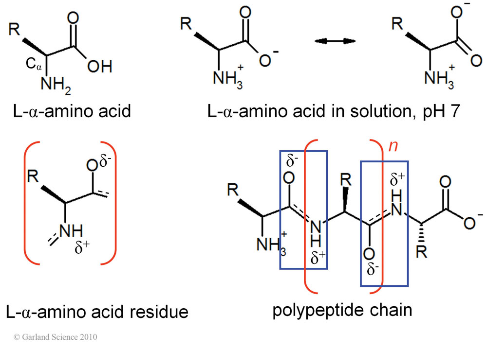 Biomolecular_Crystallography_Fig_2-19