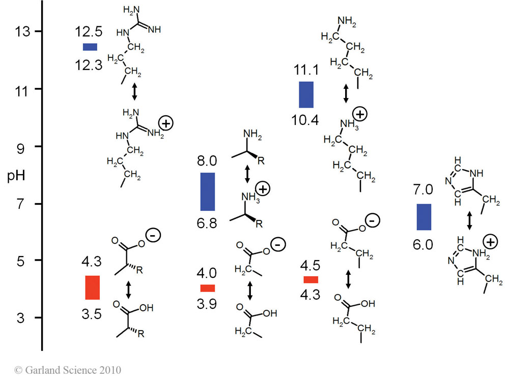 Biomolecular_Crystallography_Fig_2-28