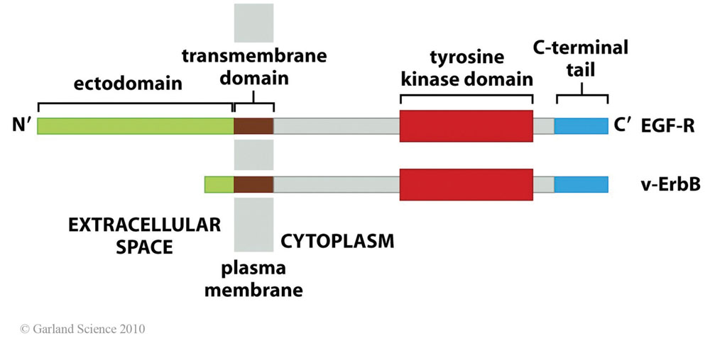Biomolecular_Crystallography_Fig_2-34