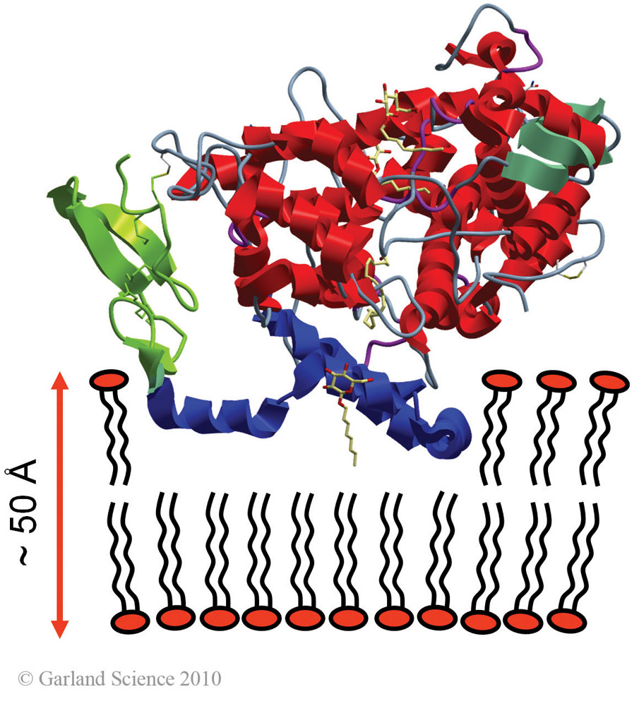 Biomolecular_Crystallography_Fig_2-38