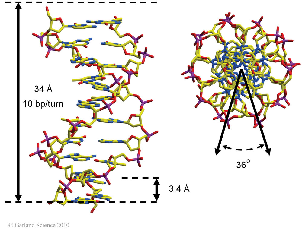 Biomolecular_Crystallography_Fig_2-42