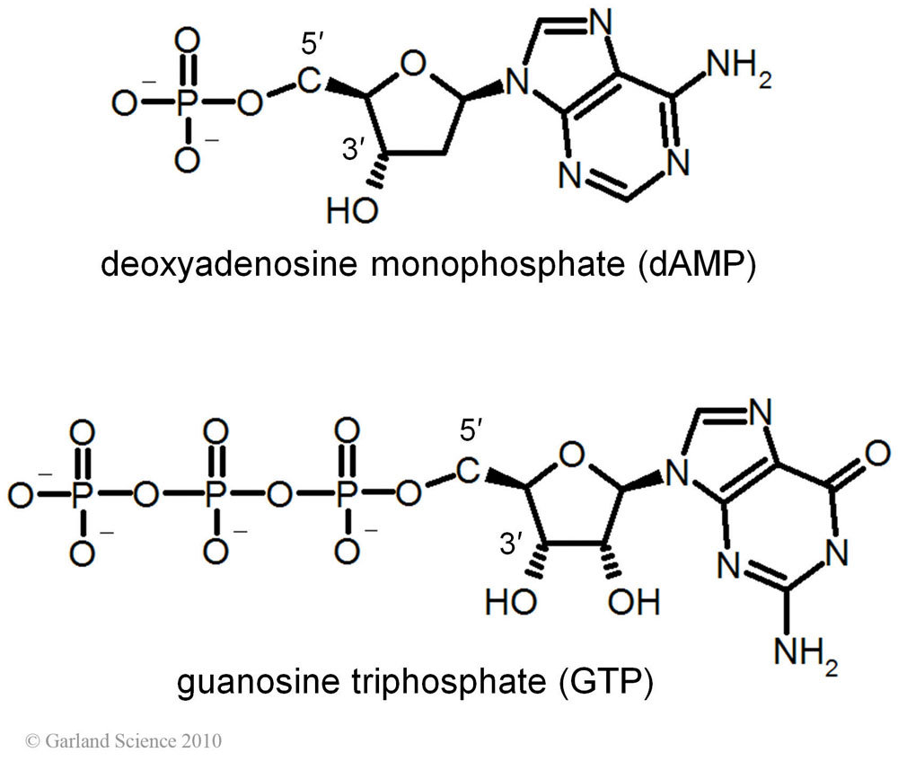 Biomolecular_Crystallography_Fig_2-43_B