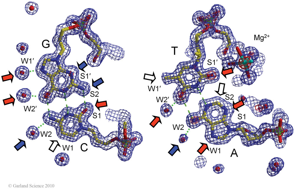 Biomolecular_Crystallography_Fig_2-45