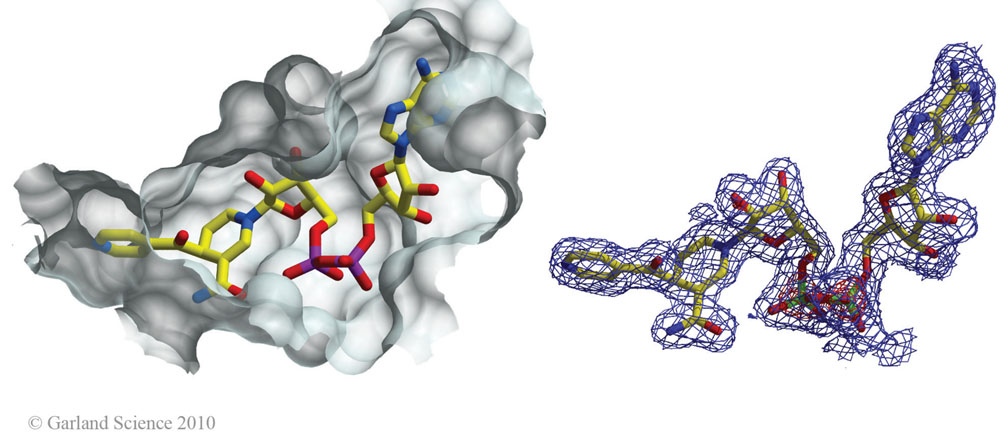 Biomolecular_Crystallography_Fig_2-48