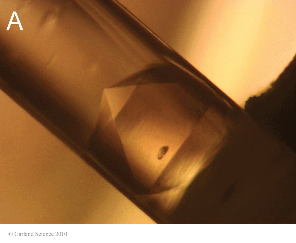 Biomolecular_Crystallography_Fig_3-28_A