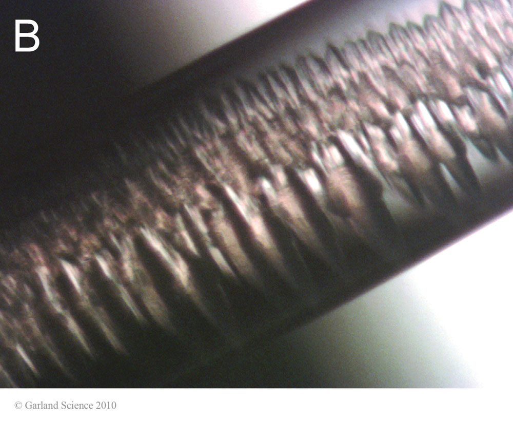 Biomolecular_Crystallography_Fig_3-28_B