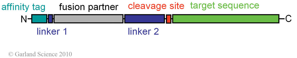 Biomolecular_Crystallography_Fig_4-12
