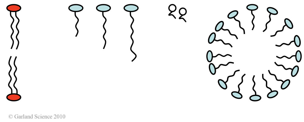 Biomolecular_Crystallography_Fig_4-17