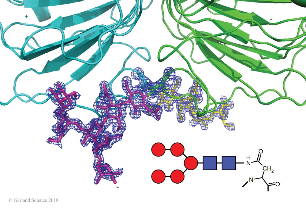 Biomolecular_Crystallography_Fig_4-20