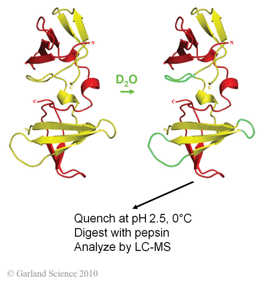 Biomolecular_Crystallography_Fig_4-29