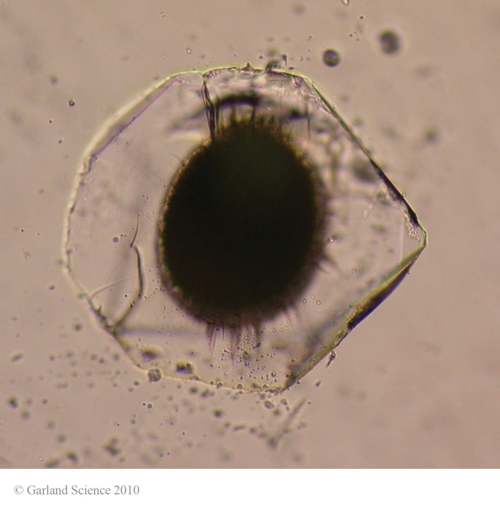 Biomolecular_Crystallography_Fig_8-15